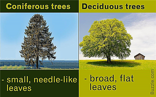 낙엽수와 침엽수 나무의 차이점은 무엇입니까?