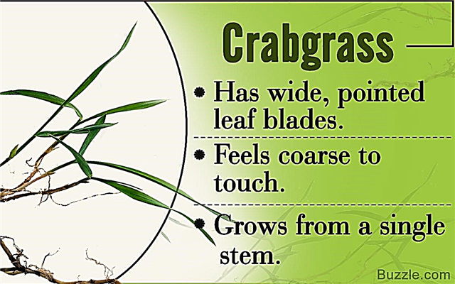 Her er nogle nyttige Crabgrass-identifikationstip med billeder