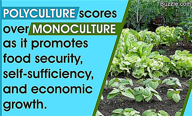 Razlika između monokulture i polikulturnih poljoprivrednih tehnika