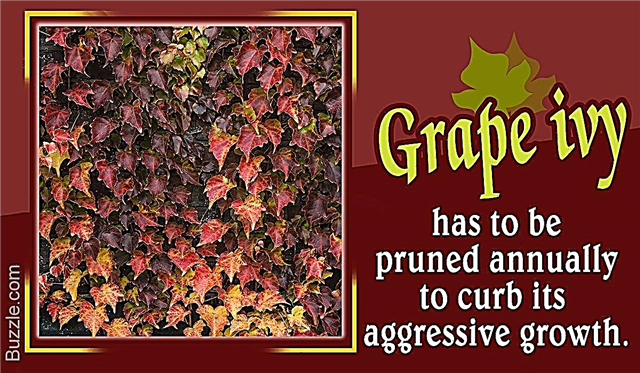 Как да отглеждаме и да се грижим за агресивното растение от гроздов бръшлян
