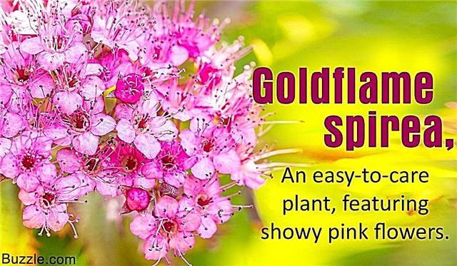 Goldflame Spirea: perfil de la planta y consejos de cuidado enumerados en detalle