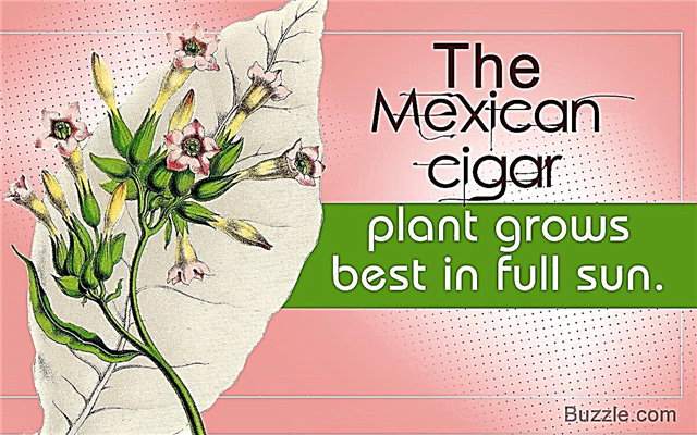 Nasveti, kako skrbeti za bogato cvetoče mehiške rastline cigar