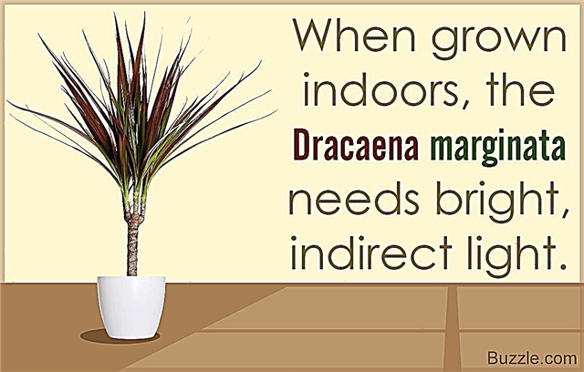 Hogyan lehet növekedni és gondozni a nyűgmentes Dracaena Marginatát