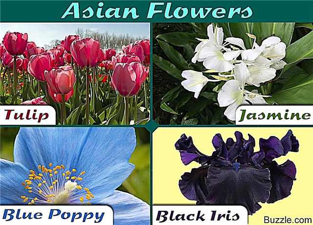 En komplett liste over asiatiske blomster med trollbindende bilder