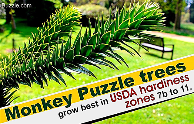 Klíčové tipy, jak růst a starat se o strom Monkey Puzzle Tree