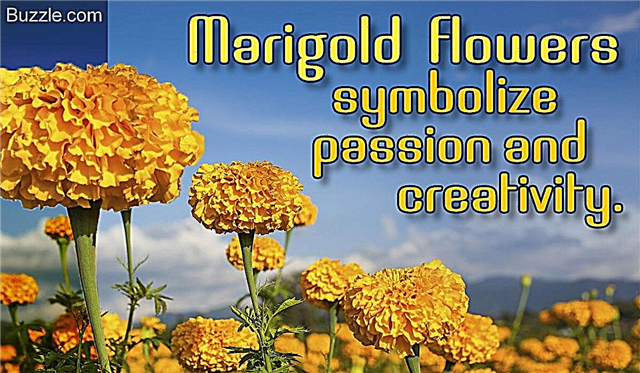 花のガイド：マリーゴールドの花は実際に何を象徴していますか？