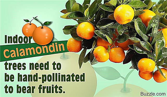 Советы Genius по уходу за апельсиновым деревом каламондин