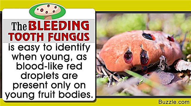 Fapte uimitoare despre ciuperca dintelui sângerând (Hydnellum Peckii)
