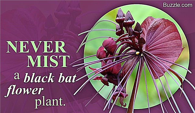 Come coltivare e prendersi cura dei fiori di pipistrello nero davvero affascinanti
