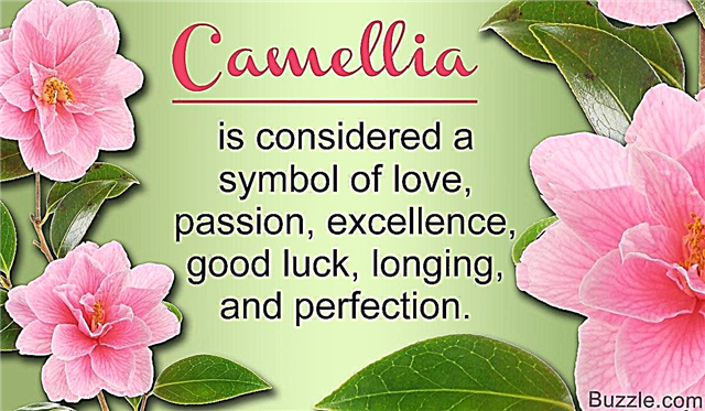 Apa yang Melambangkan Bunga Camellia? Kami Bertaruh Anda Tidak Tahu Ini