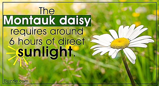 Enkla tips för att ta hand om den fjärilsattraherande Montauk Daisy
