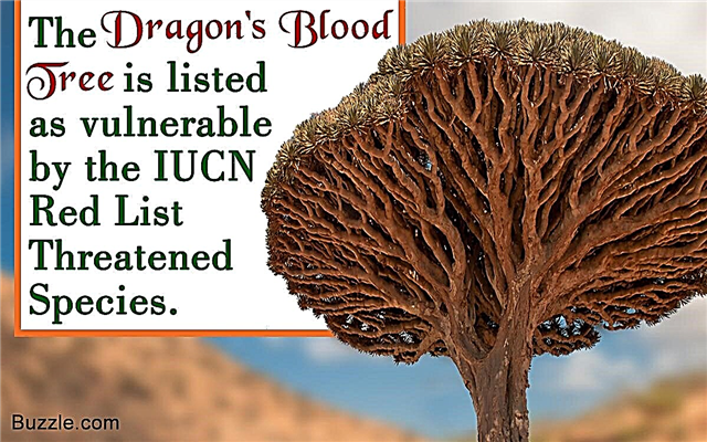 Удивителни факти за Кръвното дърво на дракон (Dracaena cinnabari)