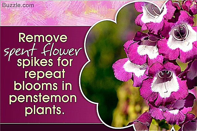 Pametni nasveti za obrezovanje rastlin penstemona za večjo rast
