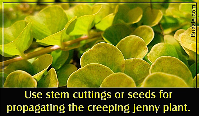 Tipps zur Vermehrung der wartungsarmen Creeping Jenny Plant