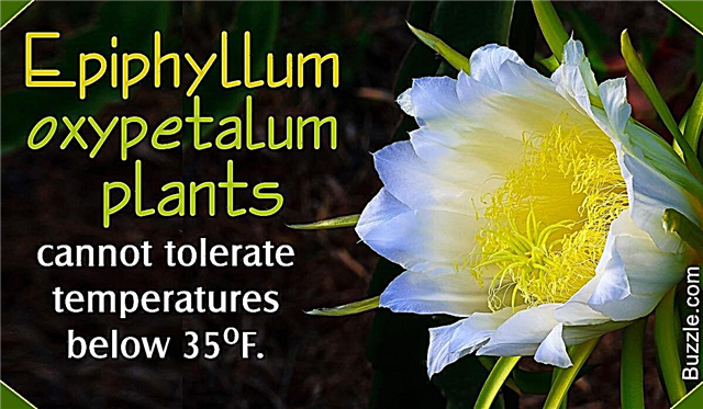كيف ينمو ورعاية Epiphyllum Oxypetalum