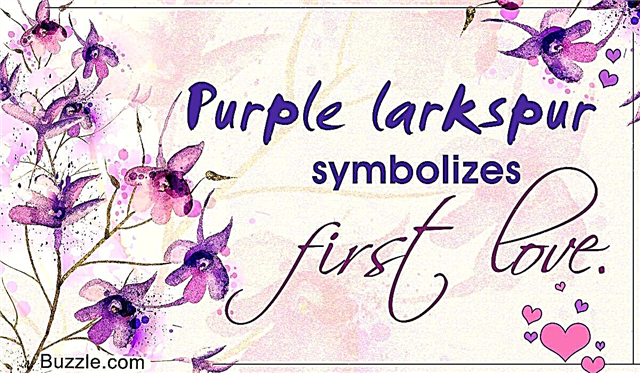 Simbolism și fapte despre floarea râpă de Larkspur