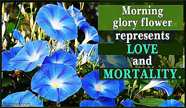 Que symbolise et représente la fleur de gloire du matin?