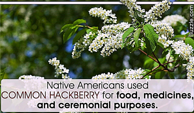 Geweldige feiten over de Hackberry-boom die u niet mag missen