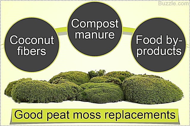 5 giải pháp thay thế tốt cho rêu than bùn và tại sao chúng lại cần thiết
