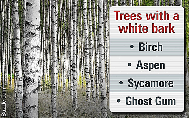 ไม่ได้ล้อเล่น! ตรวจสอบภาพต้นไม้ที่มีเปลือกสีขาวเหล่านี้