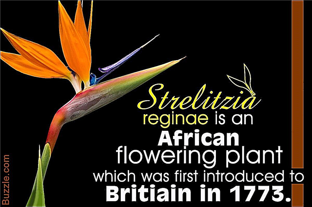 単に壮大–写真付きの11のアフリカの花