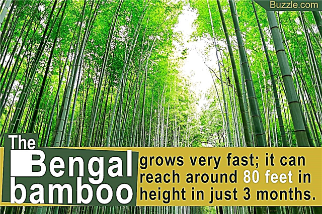 Zcela překvapivé úpravy bengálské bambusové rostliny